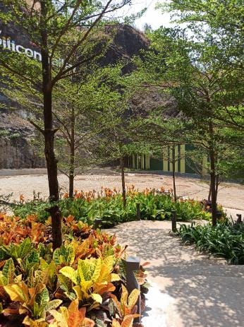 Crotons lining a gravel path