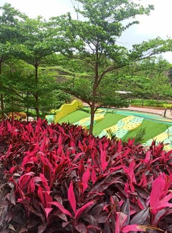 Red foliage beside a play lawn