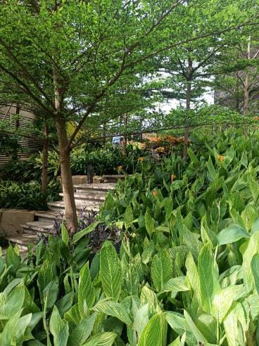 Planting beside a flight of steps