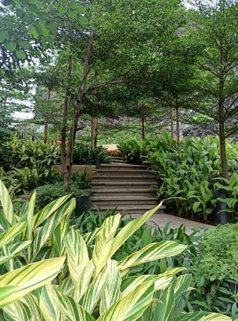 Variegated foliage under trees