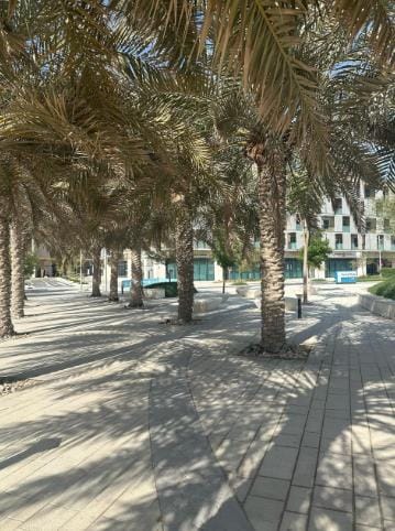 Date palms shading a paved walk