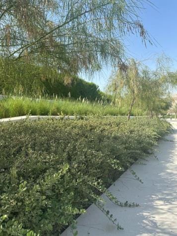 Groundcover beside a paved path