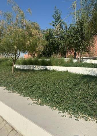 A white seat wall along a planted bed