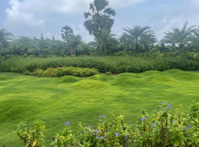 A rolling lawn edged with wildflowers