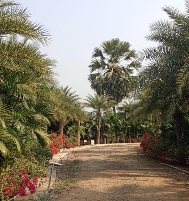 The gravel drive lined with palms