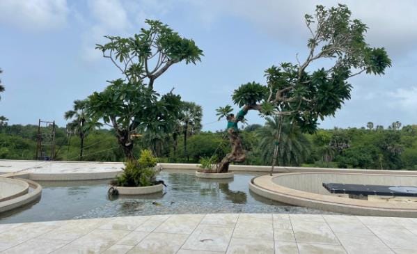 Trees in a stone water court