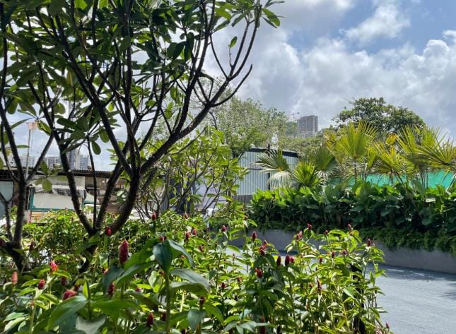 Frangipani and shrubs on the podium