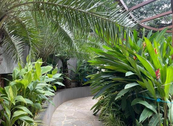 Palms and heliconia along a path
