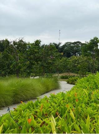 Grasses along a narrow path