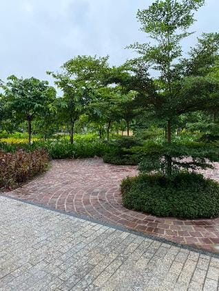 A paved circle around a tree