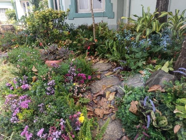 A rock garden with flowering plants