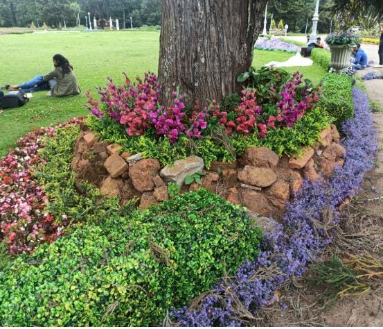 Flowers planted around the base of a tree
